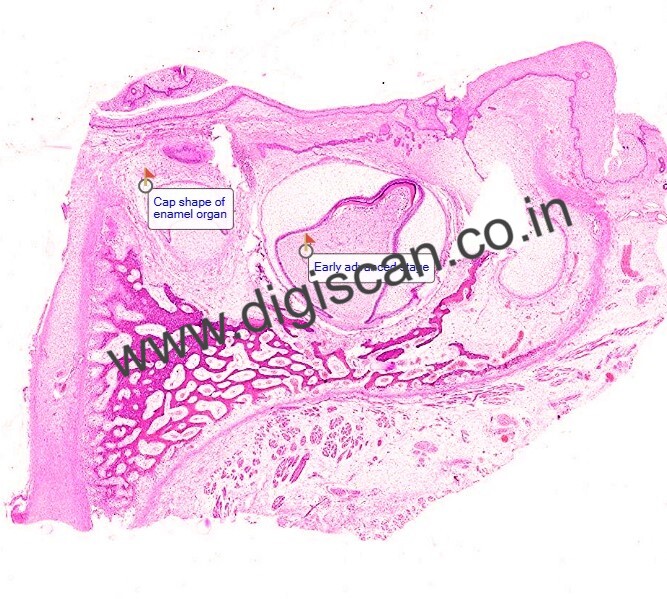 PG Oral Histology Digital Slides Set (MDS & PG Students)